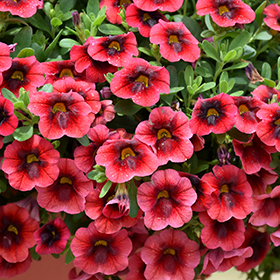 Plant Photo 2