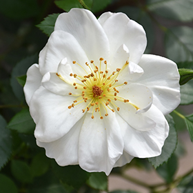 Plant Photo 3