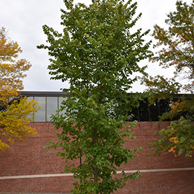 Plant Photo 9
