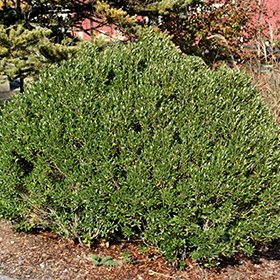 Plant Photo 7