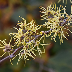 Plant Photo 1