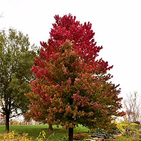 Plant Photo 1