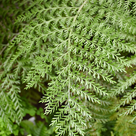 Plant Photo 2