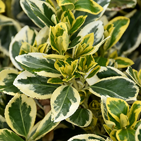 Plant Photo 4