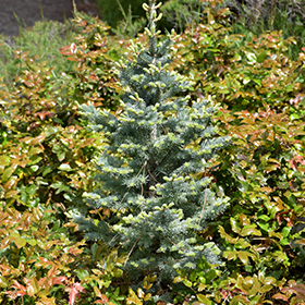 Plant Photo 7