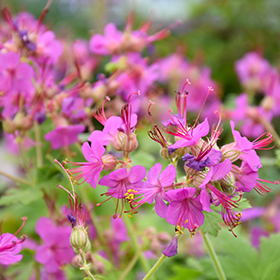 Plant Photo 10