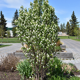 Plant Photo 3