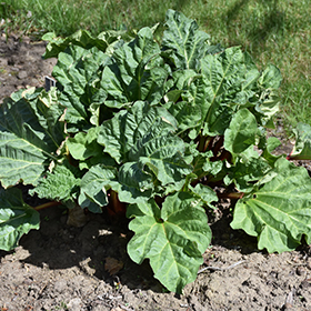 Plant Photo 1
