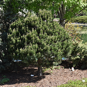 Plant Photo 3