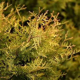 Plant Photo 5