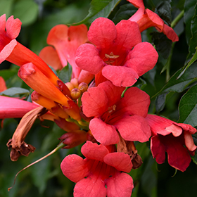 Plant Photo 3
