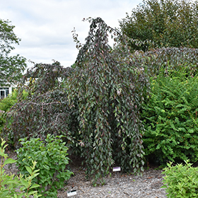 Plant Photo 7