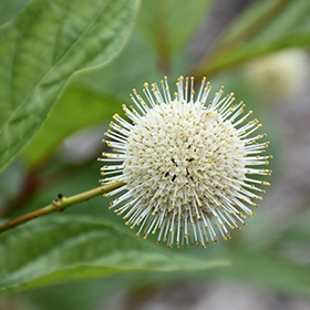 Plant Photo 1