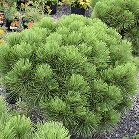 Plant Photo 2