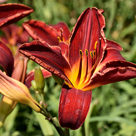 Plant Photo 3