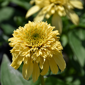 Plant Photo 9