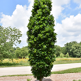 Plant Photo 7
