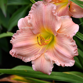 Plant Photo 10