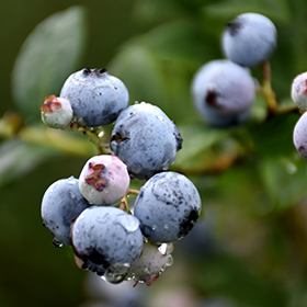 Plant Photo 9