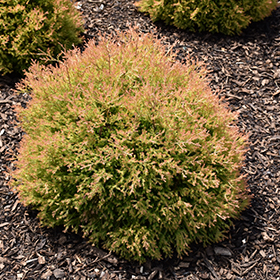 Plant Photo 7