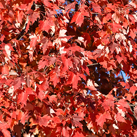 Plant Photo 1