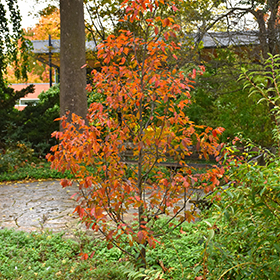 Plant Photo 8