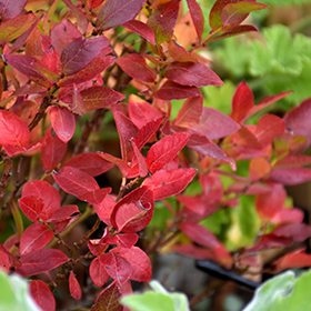 Plant Photo 1