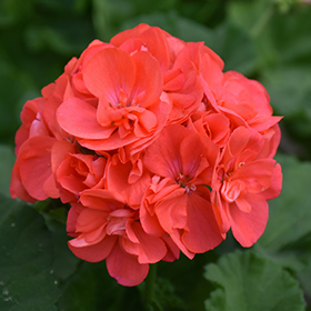 Plant Photo 5