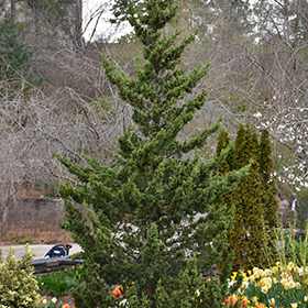 Plant Photo 5