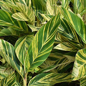Plant Photo 7