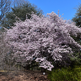 Plant Photo 6