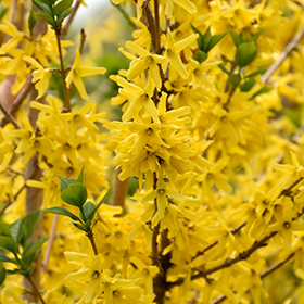 Plant Photo 7
