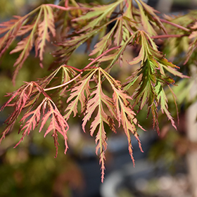 Plant Photo 5