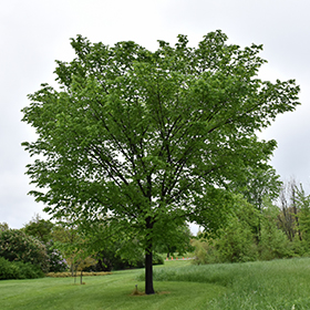 Plant Photo 10