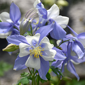 Plant Photo 10