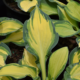Plant Photo 3