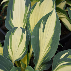 Plant Photo 4