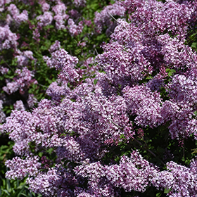 Plant Photo 3