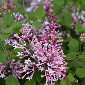 Plant Photo 2