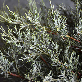 Plant Photo 4