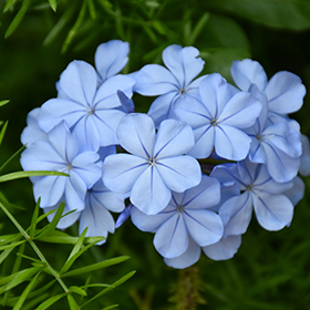 Plant Photo 10