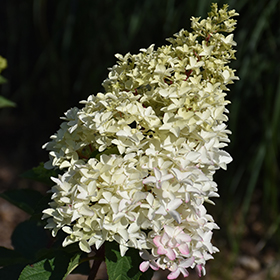 Plant Photo 2