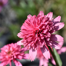 Plant Photo 10