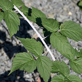Plant Photo 4