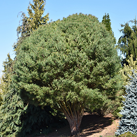 Plant Photo 10