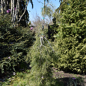 Plant Photo 7
