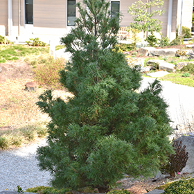 Plant Photo 6