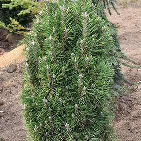 Plant Photo 10