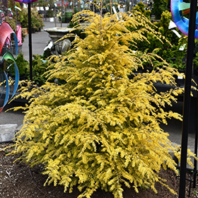 Plant Photo 6