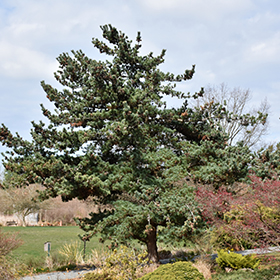 Plant Photo 2